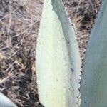 Agave asperrima Leaf