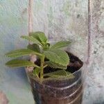 Plectranthus ornatus Leaf