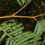 Enterolobium schomburgkii Leaf