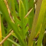 Rorippa amphibia Leaf