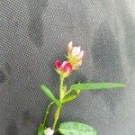 Alysicarpus vaginalis Çiçek