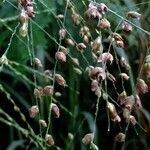 Panicum virgatum 果實