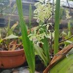 Encyclia incumbens Flor