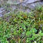 Carex vaginata Habit