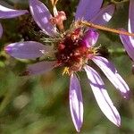 Galatella sedifolia Λουλούδι