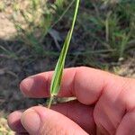 Urochloa trichopus Leaf