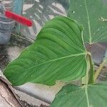 Philodendron ornatum ᱥᱟᱠᱟᱢ