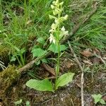 Platanthera chlorantha Hàbitat