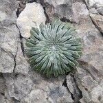 Saxifraga longifolia Leaf