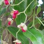 Euonymus maackii Fruit