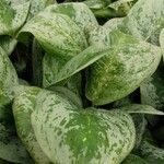 Aglaonema commutatum Blad