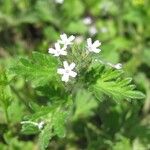 Glandularia pumila Lorea