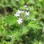 Glandularia pumila Blomst