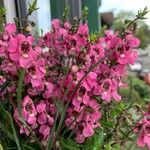Angelonia angustifolia Kvet