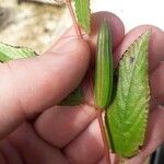 Corchorus olitorius Fruit