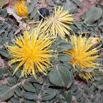 Centaurea acaulis Flower