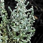 Seriphium plumosum Цвят
