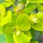 Euphorbia illirica Žiedas