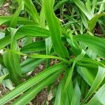 Crinum moorei Leaf