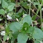 Stellaria media Blad