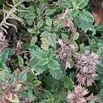 Teucrium chamaedrys List