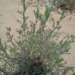 Artemisia santonicum Feuille