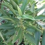 Bontia daphnoides Fruit