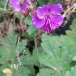 Geranium macrorrhizumFlor