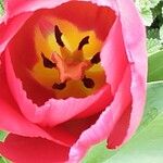 Tulipa agenensis Flower