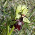 Ophrys insectifera 花