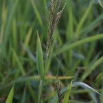 Paspalum paniculatum Habit