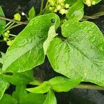 Cynanchum insipidum Blatt