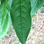 Brunfelsia pauciflora برگ