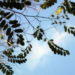 Robinia pseudoacacia Liść