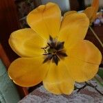 Tulipa gesneriana 花