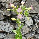 Nicotiana tabacum Blomma