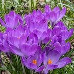 Crocus vernus Flor