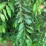 Combretum micranthum Blatt