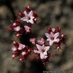 Chorizanthe staticoides फूल
