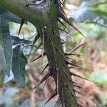 Solanum atropurpureum 樹皮