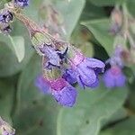 Lindelofia longiflora Flor