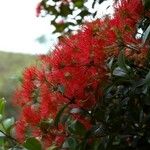 Metrosideros nitida Flower