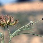 Koelpinia linearis Other