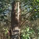Ficus thonningii पत्ता