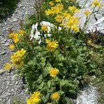 Doronicum grandiflorum Habit