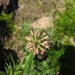 Asclepias amplexicaulis