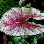 Caladium bicolor पत्ता