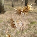 Serratula tinctoria Flower