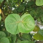 Coccoloba uvifera Hoja