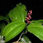 Miconia gracilis Іншае